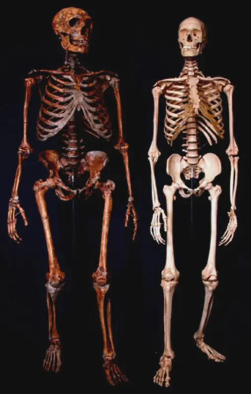 comparison-of-theoretical-neanderthal-skeleton-with-v0-nspdohbhhdqd1.webp