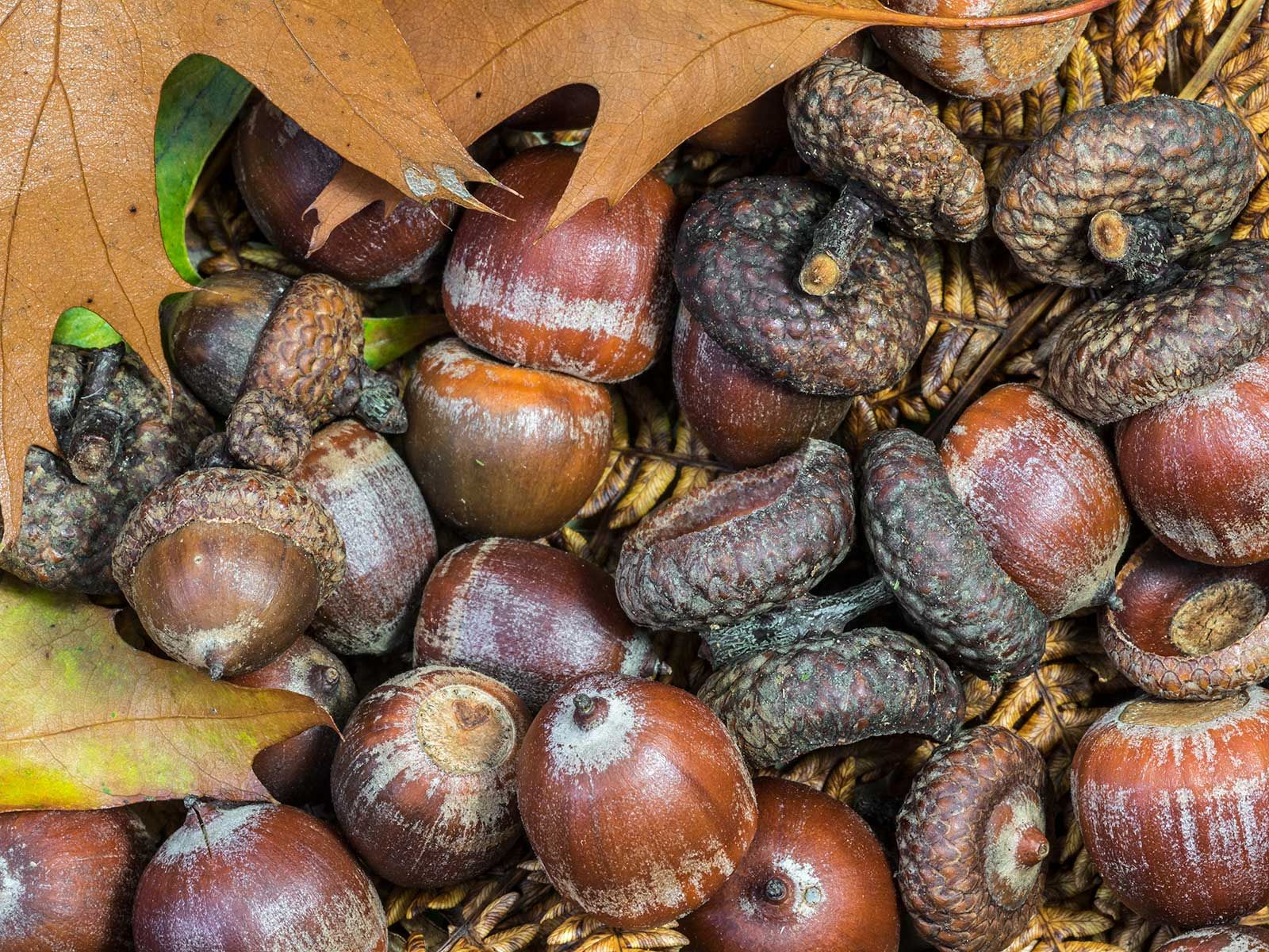 www.smithsonianmag.com